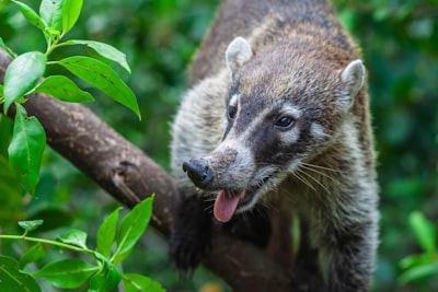 Coati climbing a branch with tongue out