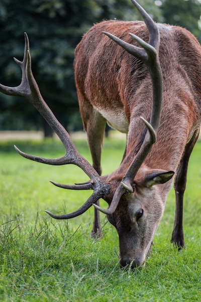 Deer eating grass