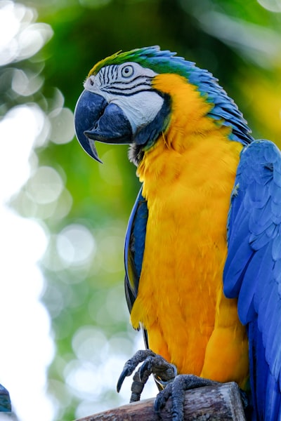 Blue yellow and white macaw