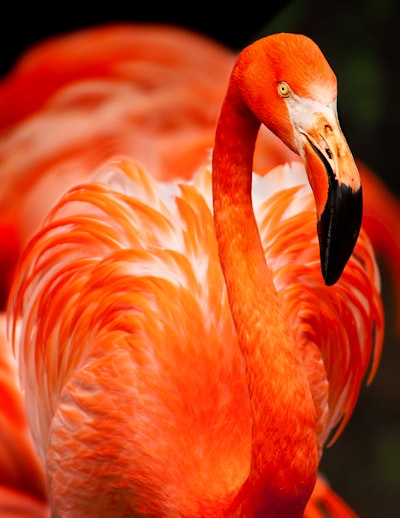 Closeup photo of orange bird