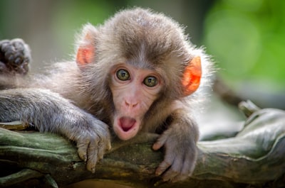 Brown coated monkey on branch