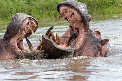 Photo of hippo from safari in Tanzania, Africa