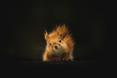 The Staring Squirrel