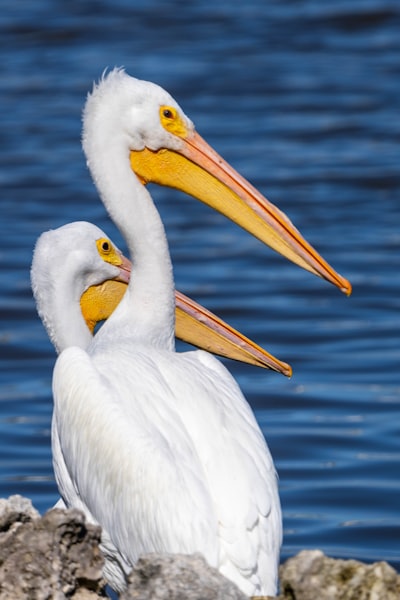 White palicans in Tampa, Florida. Grow as photographer, reach your artistic goals at https://greatphotorecipes.com/.