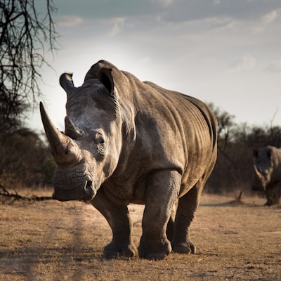 White Rhinos in the South African veld