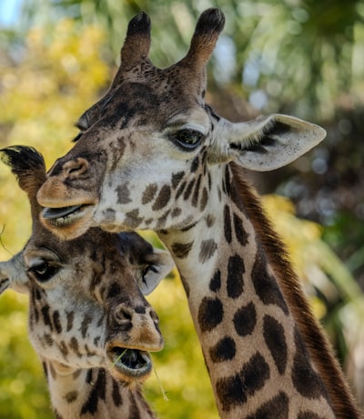 ZooTampa is fun. Grow as photographer, reach your artistic goals at https://greatphotorecipes.com/.