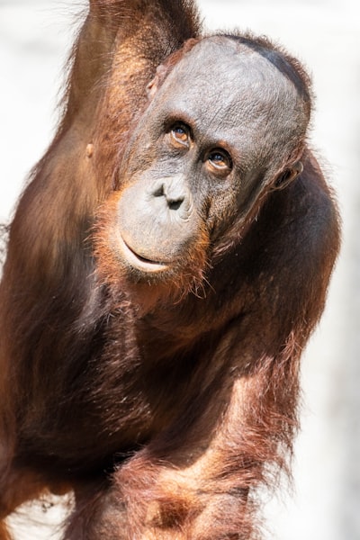ZooTampa's best attraction. Grow as photographer, reach your artistic goals at https://greatphotorecipes.com/.