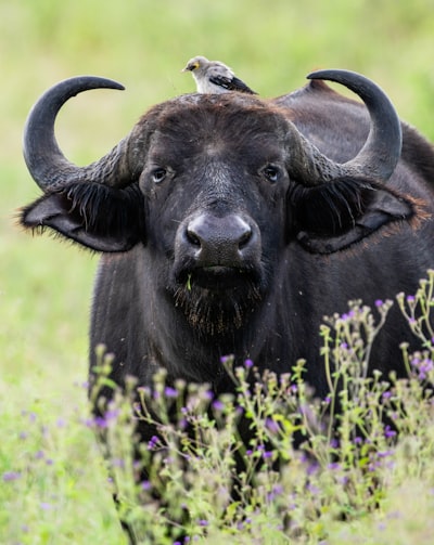 African buffalo, Serengeti, Tanzania, Africa.