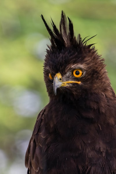 Bird looking for prey.