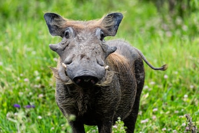 Common warthog (aka Poomba), Serengeti, Tanzania, Africa