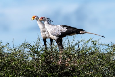 A couple of Secretarybirds.