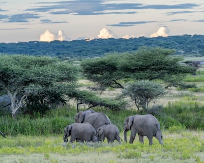 Elephants at the sunset, Serengeti, Tanzania, Africa