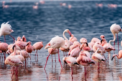 Flamingos in a lake