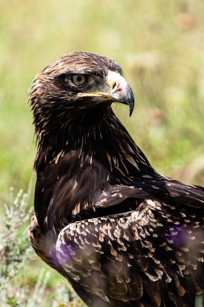 Golden African eagle.