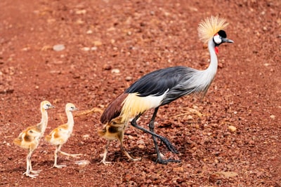 Grey crowned crane with three chicks.