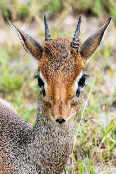 Kirk's dik-dik, Serengeti, Tanzania, Africa