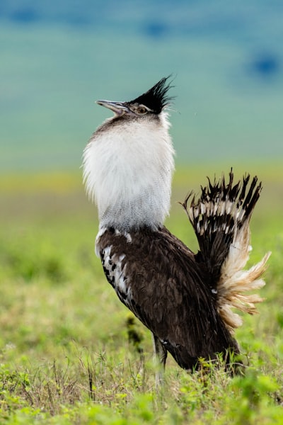 Kori bustard ready for the party.