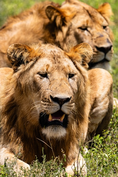 Lion brothers.
