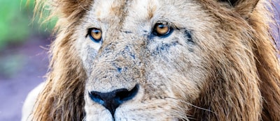 Lion face close-up