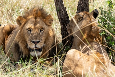 Lion and lioness resting in the shade, Serengeti, Tanzania, Africa