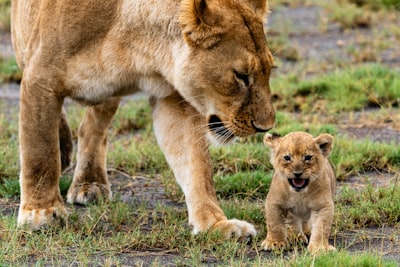 Lioness with a cub.