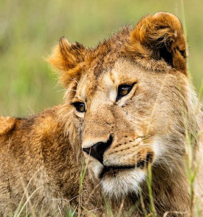 A lioness in the tall grass.