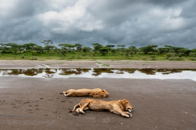 Loins resting in the mud, Serengeti, Tanzania, Africa