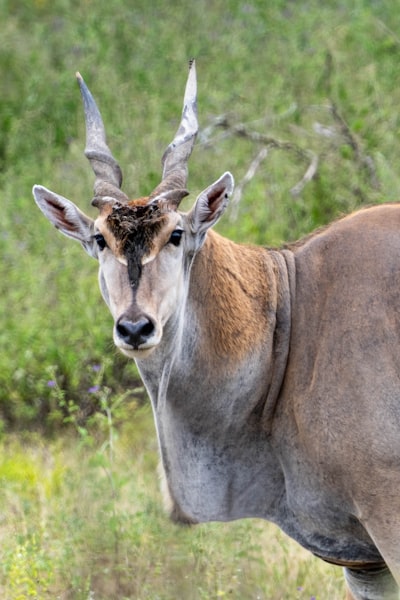 Lonely eland, Serengeti, Tanzania, Africa