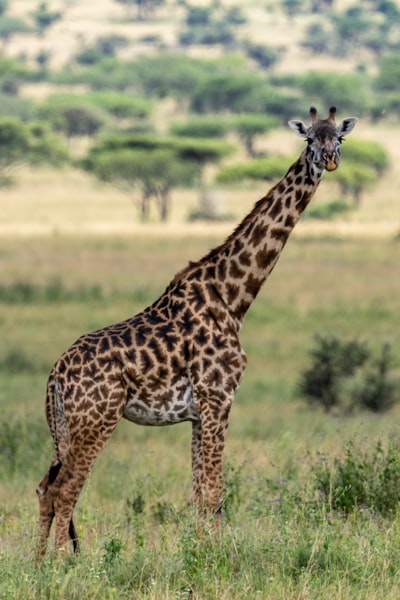 Lonely Giraffe, Serengeti, Tanzania, Africa.