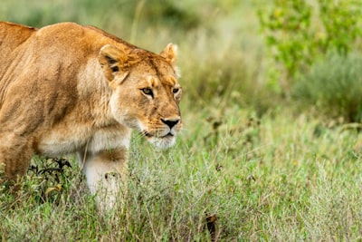 Lonely lioness, Serengeti, Tanzania, Africa