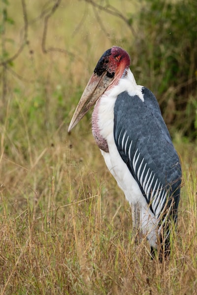 Lonely Marabou stork, Serengeti, Tanzania, Africa