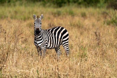 Lonely zebra, Serengeti, Tanzania, Africa.