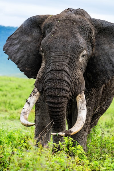 Majestic elephant, Serengeti, Tanzania, Africa