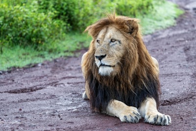 Majestic lion at the entrance, Ngorongoro crater, Tanzania, Africa.
