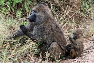 Monkey with a baby, Serengeti, Tanzania, Africa