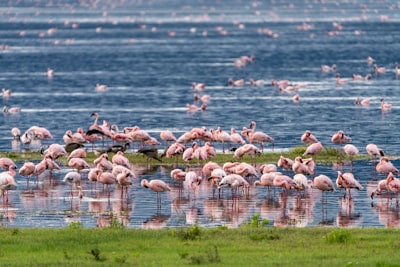 Ocean of flamingoes, Serengeti, Tanzania, Africa