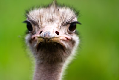 Ostrich is the boss.