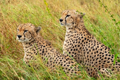 Pair of chetas in the grass, Serengeti, Tanzania, Africa