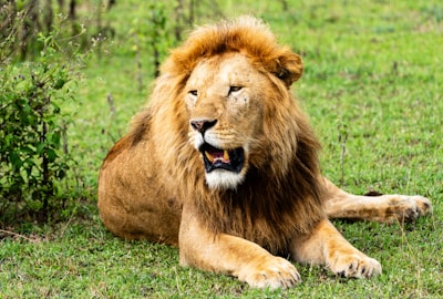 A papa lion.