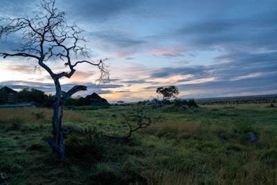 Serengeti sunrise.