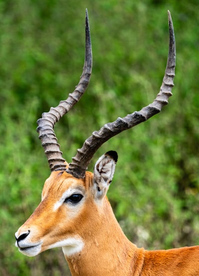 Thomson's gazelle, Serengeti, Tanzania, Africa. Absolutely stunning!