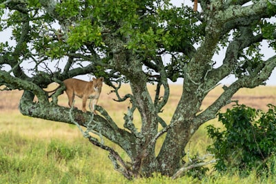 A tree lioness.