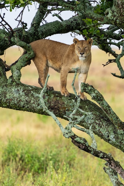A tree lioness.