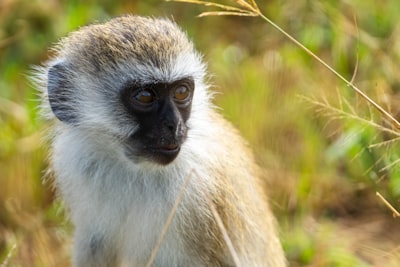 Vervet monkey portrait
