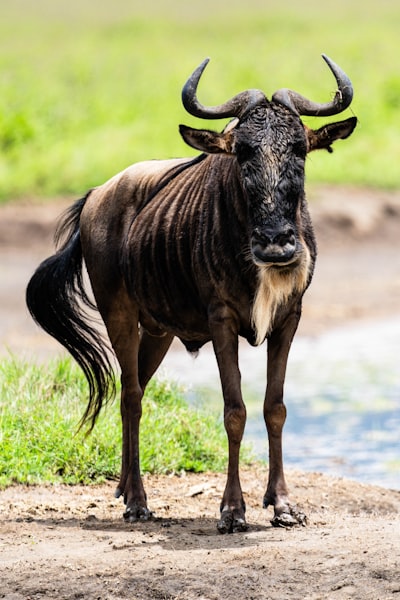 Wildebeest, Serengeti, Tanzania, Africa