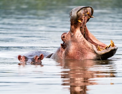 Yawning hippo, Serengeti, Tanzania, Africa